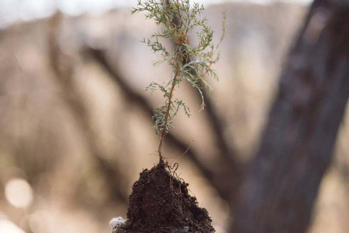 Las plantaciones de árboles son fundamentales para la restauración del medioambiente