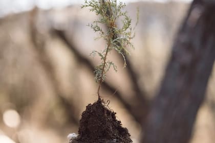 Las plantaciones de árboles son fundamentales para la restauración del medioambiente