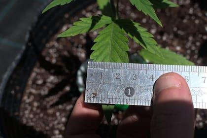 Las plantaciones de cannabis a cielo abierto alcanzaron un porte superior al esperado.
