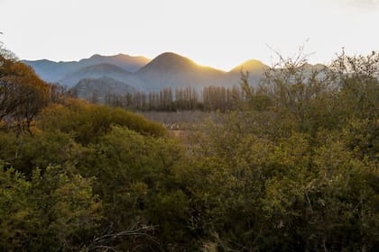 Las plantaciones de Finca La Loma, en Sañogasta