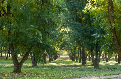 Las plantaciones de pecán en el establecimiento tienen unos 35 años
