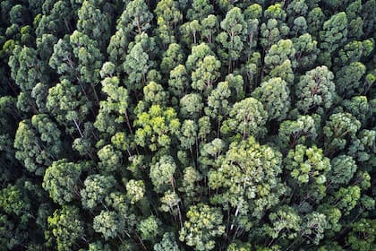 Las plantaciones forestales proveen más del 90% de materia prima a la industria