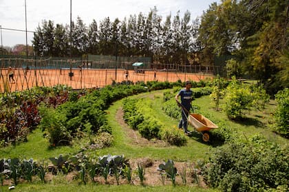 Las plantaciones lindan con las canchas de tenis del Abierto. Los canteros semicirculares se pensaron para optimizar la captación de la radiación solar.