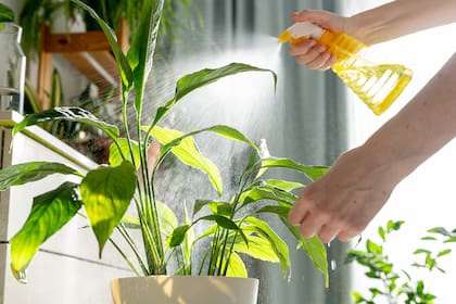 Las plantas aparecen como una manera posible de echar raíces, aunque sea en una maceta
