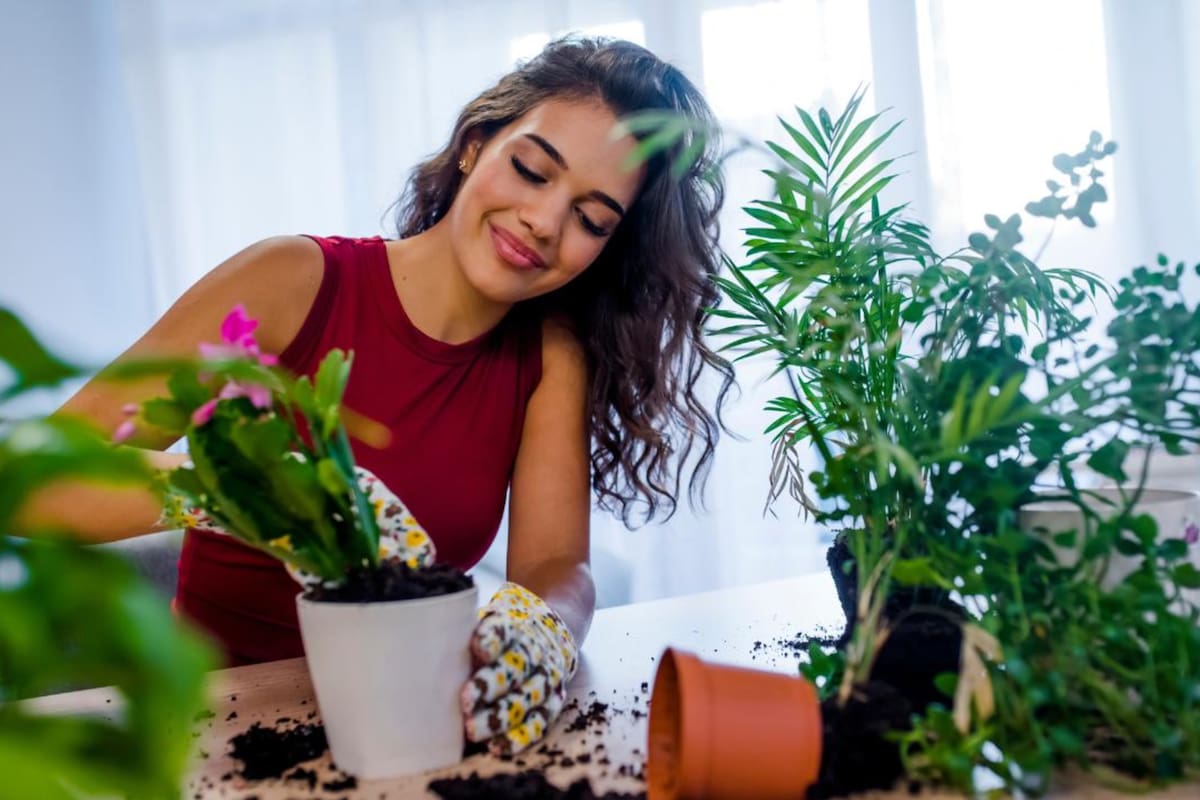 Las plantas, aparte de ser una excelente opción para decorar, también tendrían otros beneficios (Foto:iStock)