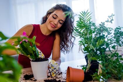 Las plantas, aparte de ser una excelente opción para decorar, también tendrían otros beneficios (Foto:iStock)