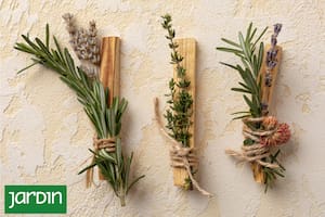 Las plantas aromáticas pueden tener más o menos fragancia según cómo se cultiven