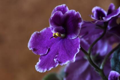 Las plantas como las violetas africanas y las orquídeas pueden beneficiarse de este método de riego