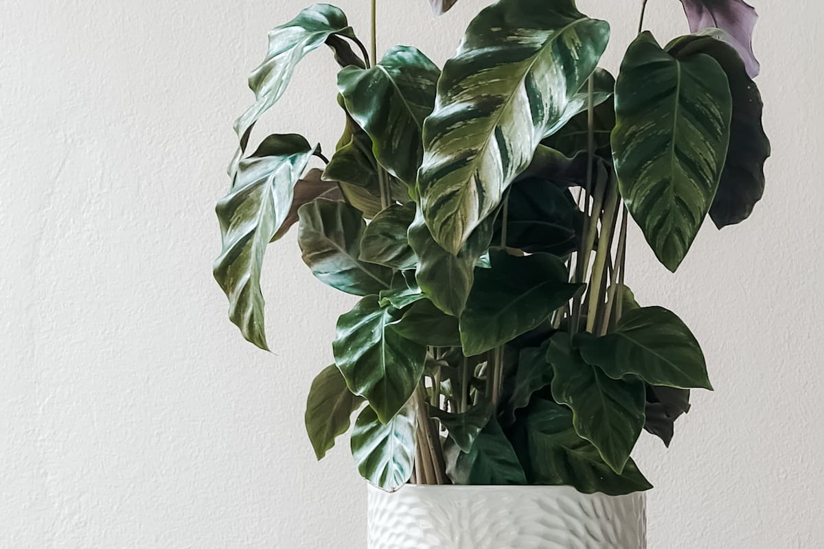 Las plantas con hojas limpias pueden aumentar su capacidad fotosintética hasta en un 40%