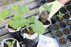Las plantas cumplen múltiples funciones para el medio ambiente
