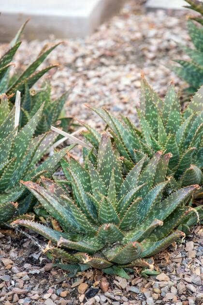 Las plantas de aloe vera son de fácil cuidado y resultan sumamente útiles para calmar pieles irritadas, quemaduras y picaduras