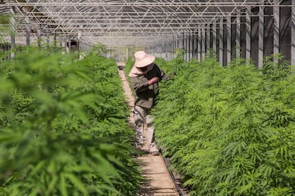 Las plantas de cannabis sativas son controladas por los científicos de Agrogenética RIojana