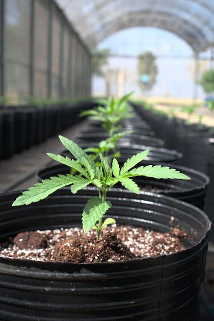 Las plantas de cannabis se cultivan en interior y exterior