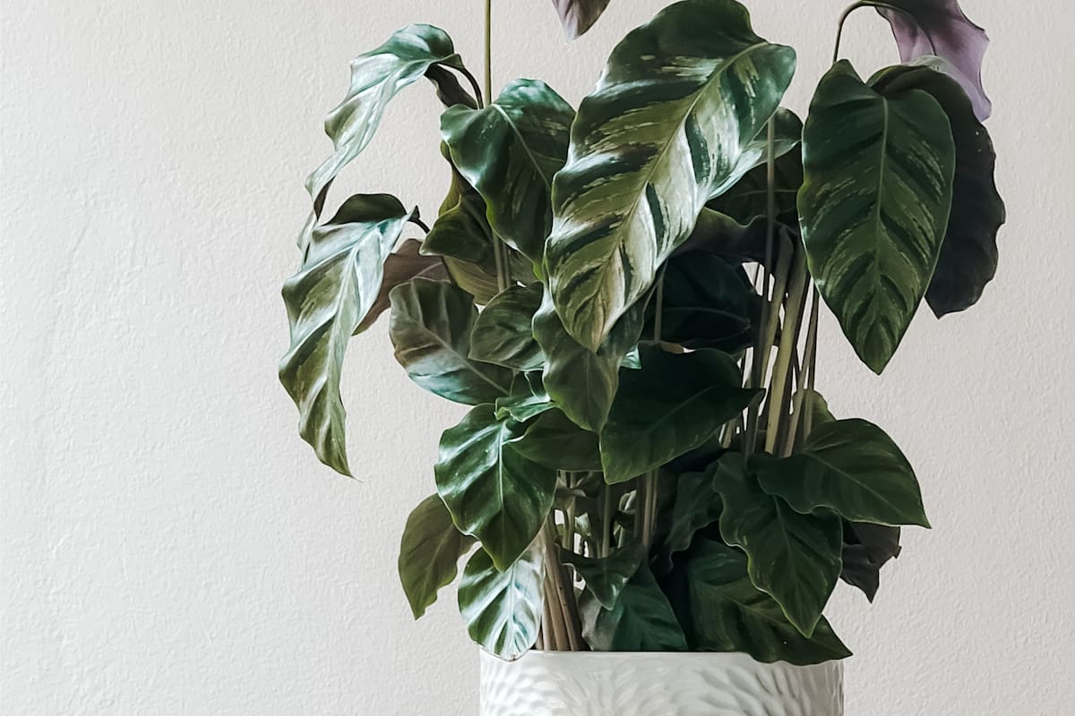 Las plantas de interior ayudan a mantener el aire puro gracias a la fotosíntesis