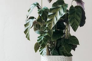Las plantas de interior ayudan a mantener el aire puro gracias a la fotosíntesis
