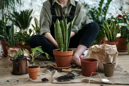Las plantas de interior crecen en un entorno confinado, con un suministro limitado de nutrientes en el sustrato