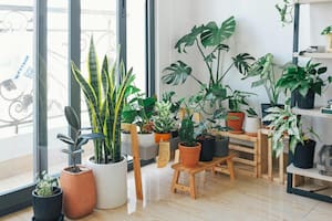 Las plantas de interior en invierno requieren un cuidado especial, enterate cómo hacerlo para que subsistan todo el año
