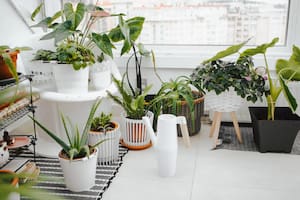 Las plantas de interior generan ambientes acogedores