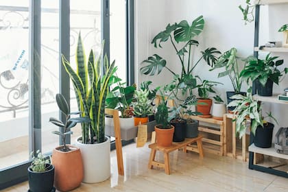 Las plantas de interior pueden servir de "hogar" para las cucarachas (Foto ilustrativa: PEXELS)
