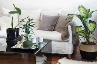 Soluciones fáciles a problemas comunes de tus plantas de interior