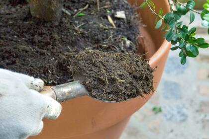 Las plantas de interior requieren espacio suficiente en sus macetas para que las raíces crezcan libremente