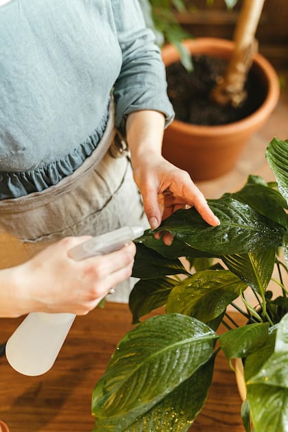 Las plantas de interior requieren niveles altos de humedad para mantener su turgencia y sus funciones metabólicas