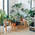 Qué significa para la psicología tener muchas plantas en casa