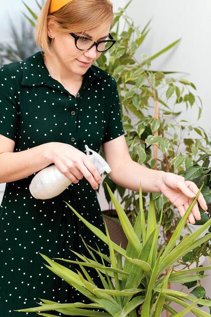 Las plantas de interior requieren un equilibrio de luz, agua y humedad para mantenerse saludables