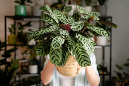 Las plantas de interior son una forma económica y ecológica de ambientar los espacios