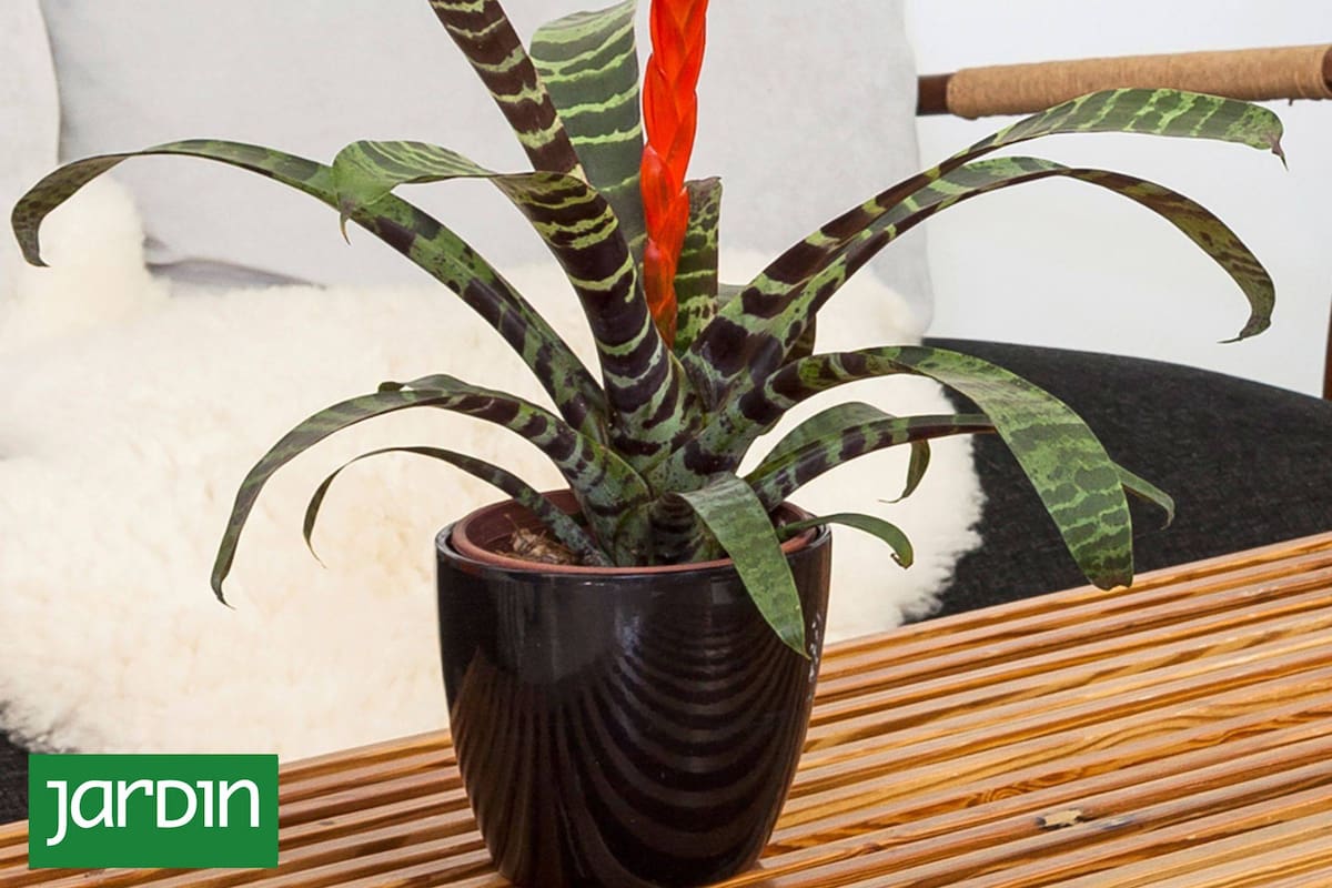Las plantas de interiores son un buen regalo.