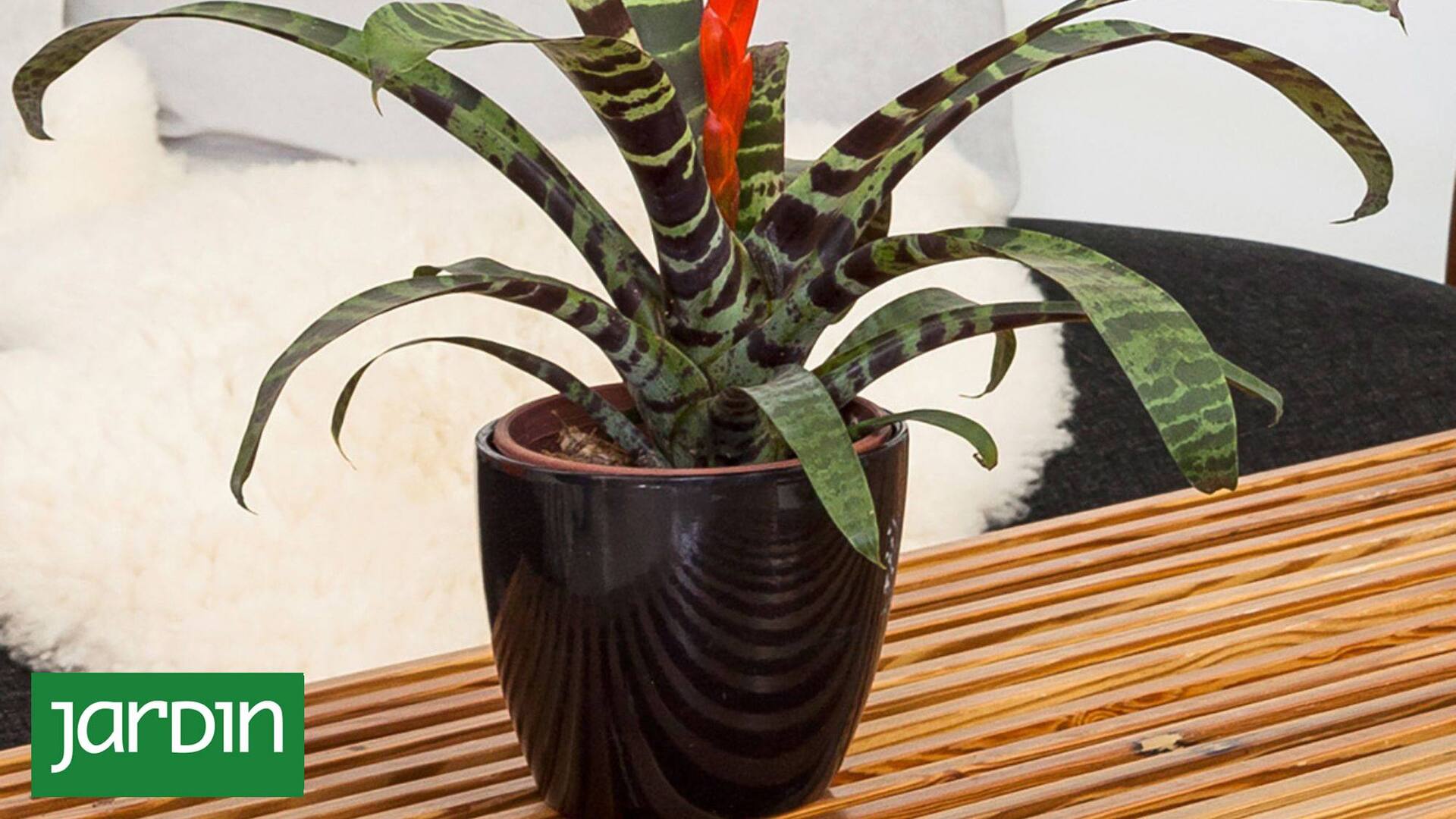 Las plantas de interiores son un buen regalo.