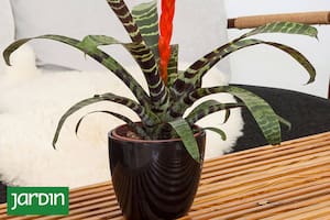 Las plantas de interiores son un buen regalo.