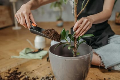 Las plantas de maceta requieren cuidados especiales como el abono periódico, fundamental para un correcto desarrollo (Foto Pexels)