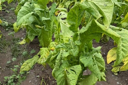 Las plantas de tabaco afectadas por el granizo