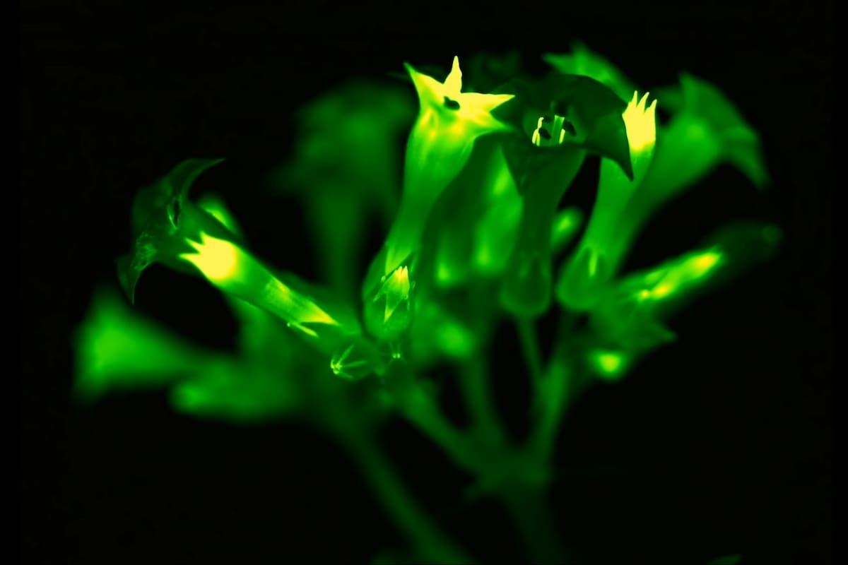 Las plantas de tabaco logran tener brillo propio mediante el uso de ADN de hongos bioluminiscentes