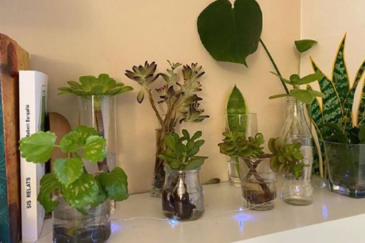 Las plantas en agua son perfectas para decorar los interiores de manera fácil y económica (Imagen ilustrativa)