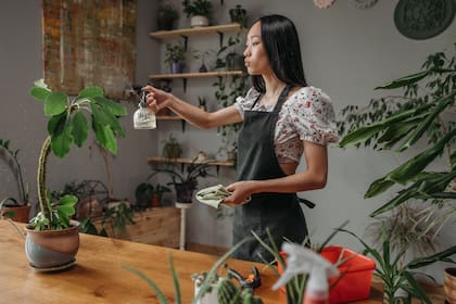 Las plantas en el hogar no son solo una forma de decoración; para la psicología, se traduce en una forma de ver el mundo