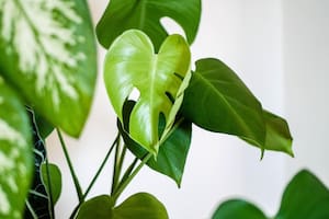 Las plantas, en particular, son vistas como un recordatorio constante de la renovación: crecen, cambian y se adaptan a su entorno, lo que las convierte en símbolos de dinamismo y oportunidad