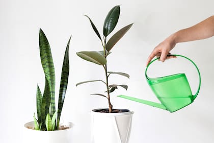 Las plantas generan un gran filtro natural