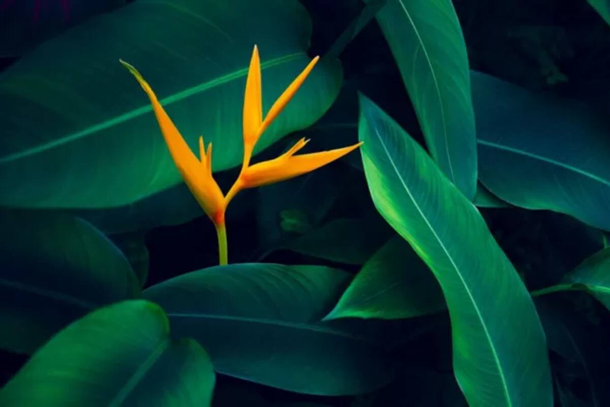 Las plantas guardan muchos secretos que los científicos aún tienen que descubrir