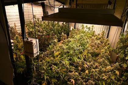 Las plantas halladas inesperadamente durante el allanamiento a un departamento por una denuncia por violencia de género