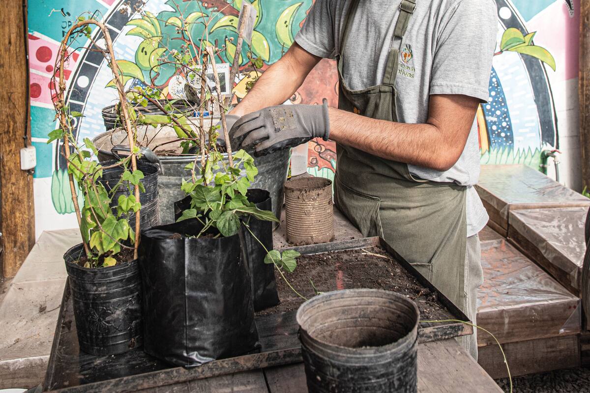 Las plantas madre se recogen de la naturaleza, se seleccionan las más vigorosas
