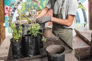Las plantas madre se recogen de la naturaleza, se seleccionan las más vigorosas
