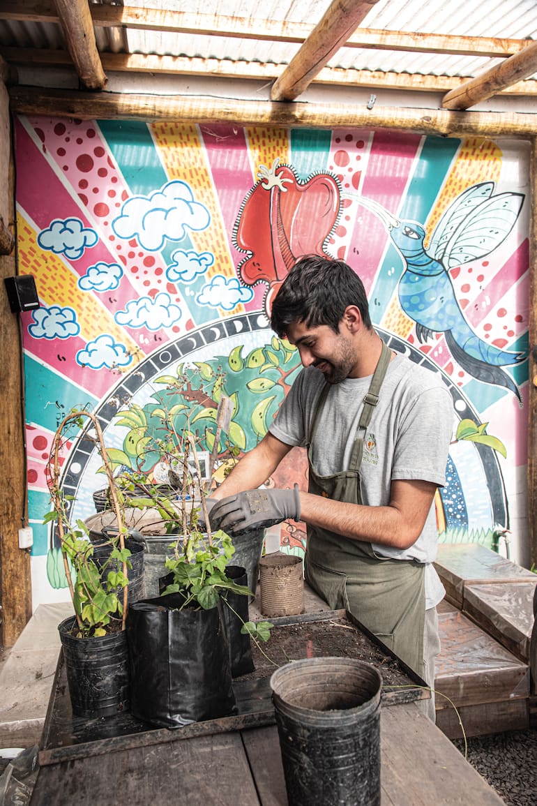 Las plantas madre se recogen de la naturaleza, se seleccionan las más vigorosas