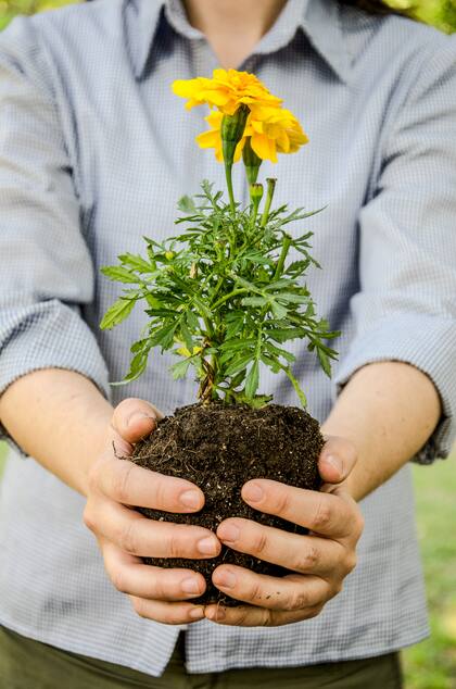 Las plantas muchas veces son un puente entre generaciones, un lazo entre amigos o vecinos