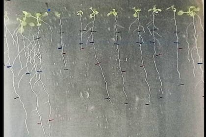 Las plantas mutantes sin el gen HHO5 absorbieron casi el triple de nitrógeno inorgánico confirmando de ese modo que ese gen normalmente actúa como un freno para ese nutriente