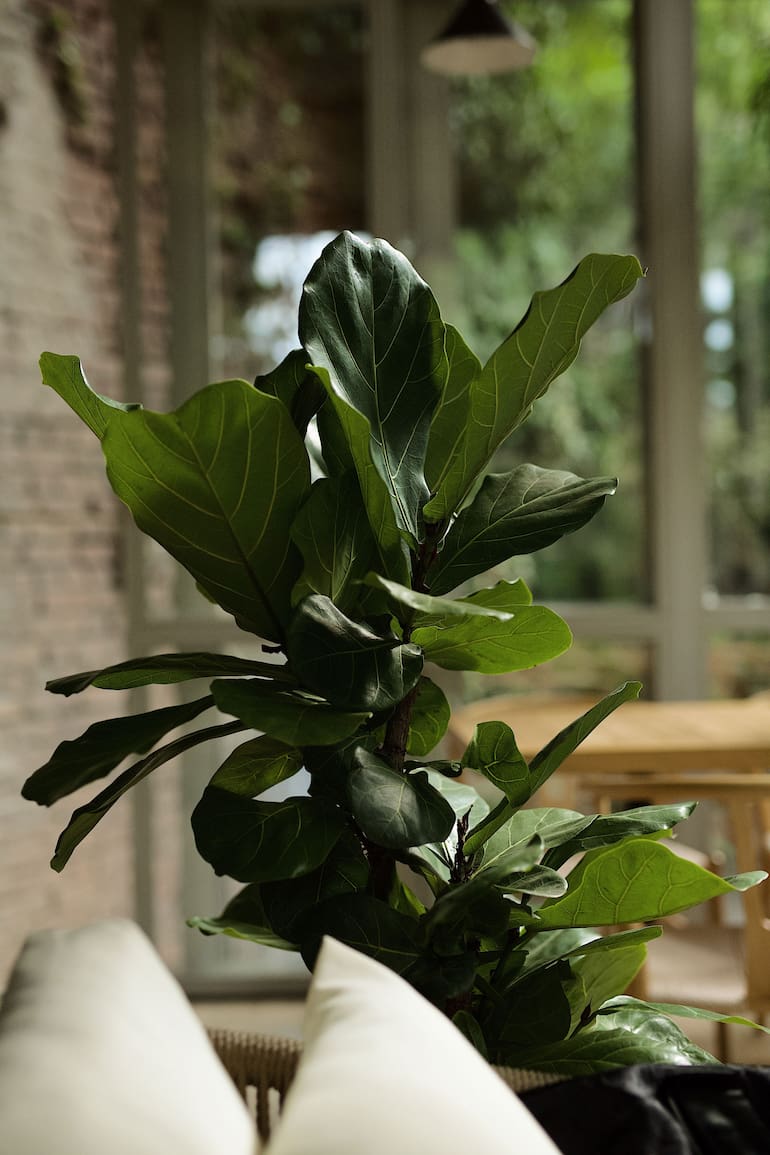 Las plantas naturales y un jardín vertical en un living dan sensación de frescura