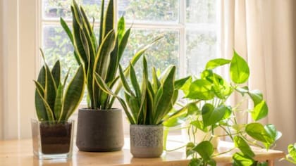 Las plantas no solo contribuyen a purificar el aire del hogar, sino que también se transformarán en un elemento clave en la decoración de interiores