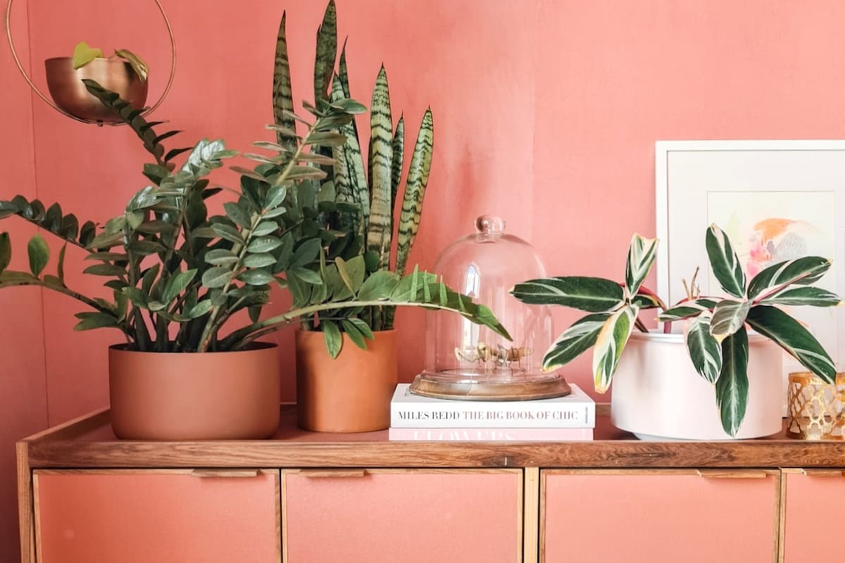Las plantas no solo hacen los rincones más bellos, sino que ayudan a crear ambientes mucho más saludables