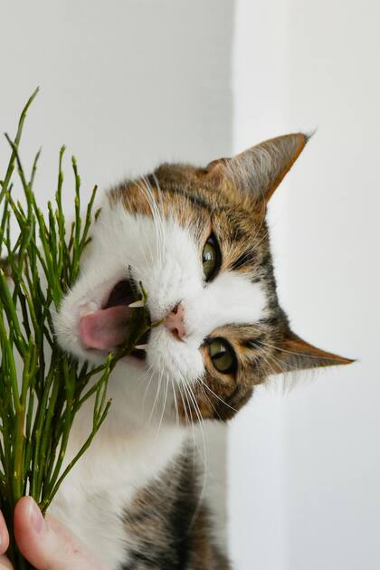 Las plantas no tóxicas aportan frescura y entretenimiento dentro de casa